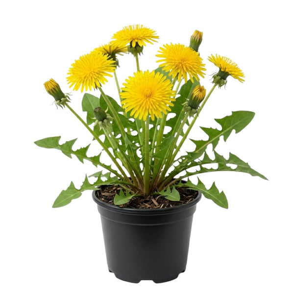 Yellow Dandelion Plant Live, Edible Herb Flower Plant, 4-7 Inch Tall