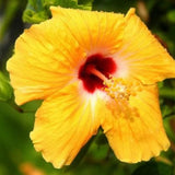 4 Red Yellow Hibiscus Live Plants, Large Bloom Shrub, 4-8 Inch Tall