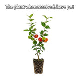 Surinam Cherry Live Plant 4–7" Tall