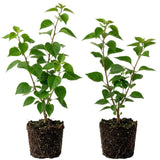2 Raspberry Ice Bougainvillea Live Plants, Flowering Vine, 4-7 Inch Tall