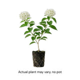 Set 2 White Bougainvillea Live Plant 5-7 Inch Tall