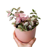 Purple Foliage Wandering Jew Live Plant, Home Decor Plant, 3 Inch Pot