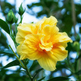 4 Double Yellow Hibiscus Bushes Live Plants, Flowering Shrub, 4-8 Inch Tall