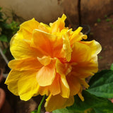 4 Double Yellow Hibiscus Bushes Live Plants, Flowering Shrub, 4-8 Inch Tall
