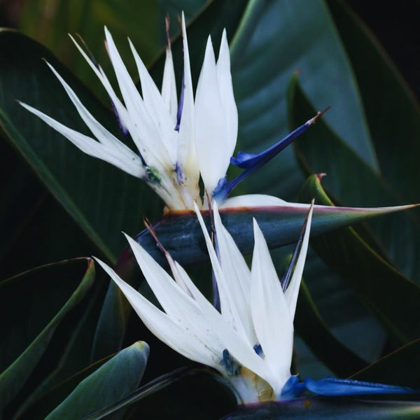 3 White Bird of Paradise Live Plants, Houseplant, 5-7 Inch Tall