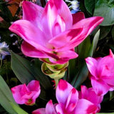 2 Pink Red Ginger Live Plants, Ornamental Flowering Ginger Plant for Indoor Outdoor, Colorful Blooming Gingers 4-6 Inches