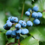 3 Blue Grape Vine Live Plants, Edible Fruit Vine, 3-5 Inch Tall