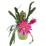 Pink Epiphyllum Live Plant, Flowering Houseplant, 6-8 Inch Tall