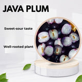 Black Jambul Plum Live Plant, Outdoor Garden Fruit Tree, 4 Inch Pot