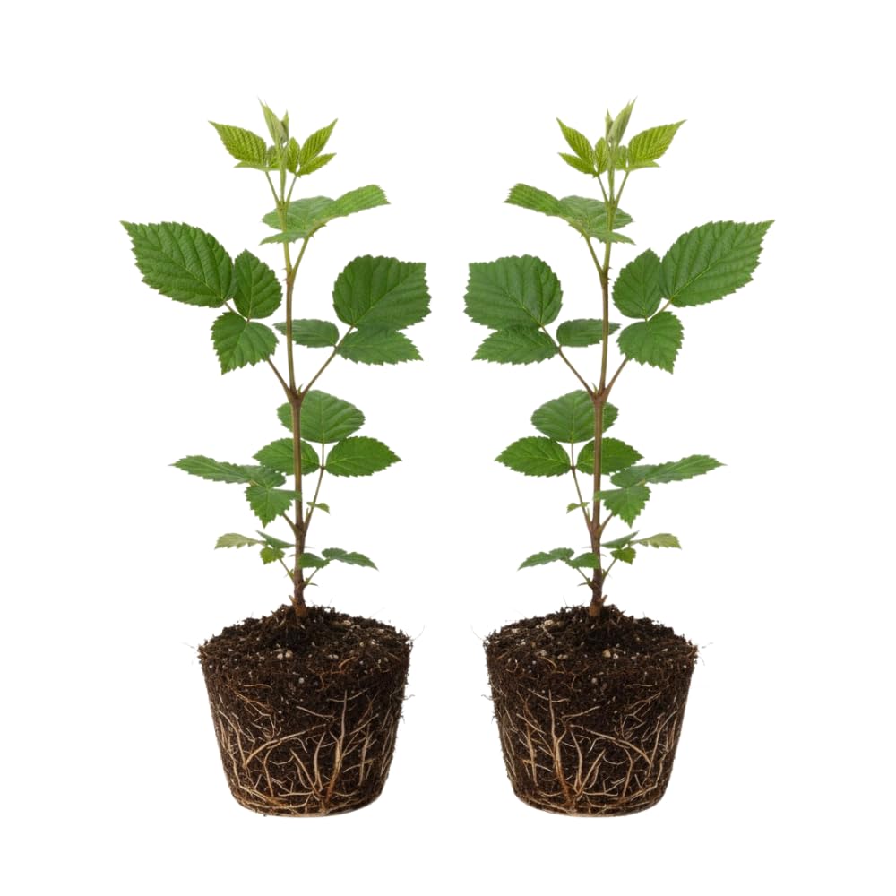 2 Navaho Black Berry Plants, Blackberries Bush, 4-6 Inch Tall