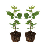 2 Navaho Black Berry Plants, Blackberries Bush, 4-6 Inch Tall