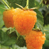 3 Golden Yellow Live Raspberry Plants, 3-5 Inch Tall