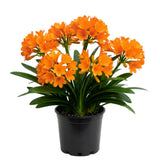 Orange Clivia Miniata Live Plant, Indoor Plant, 6 Inch Pot