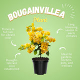 2 Gold Live Bougainvillea Plants, Home Garden Plant, 4-6 Inch Tall