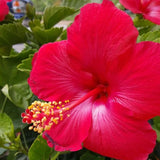 4 Red Hibiscus Plants Live, Flower Bush, 4-8 Inch Tall