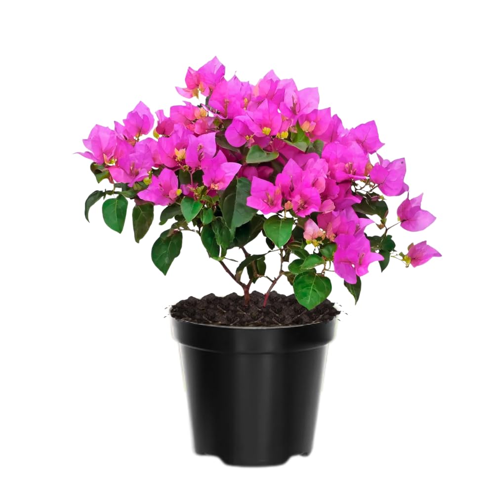 2 Purple Live Bougainvillea Plants, Outdoor Garden Plant, 4-6 Inch Tall