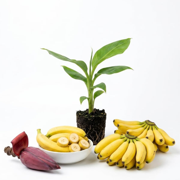 Dwarf Cavendish Banana Live Plant, 4-6" Tall Dwarf Banana Tree