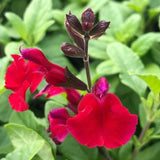 4 Red Salvia Sage Live Bushes, Landscape Flower Plant, 4-6 Inch Tall