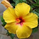 4 Yellow Hibiscus Live Plants, Outdoor Garden Flower Plant, 4-8 Inch Tall