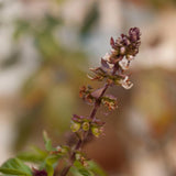 2 Cinnamon Basil Plants Live, 3-6 Inches Tall