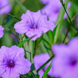 6 Purple Mexican Petunia Plants Live, Perennial Plant, 4-6 Inch Tall
