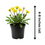 Yellow Dandelion Plant Live, Herb Plant, 4-6 Inch Tall, 4 Inch Pot