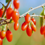 Red Goji Berry Live Plant, Starter Plant, 5-7 Inch Tall