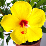 4 Yellow Hibiscus Live Plants, Outdoor Garden Flower Plant, 4-8 Inch Tall
