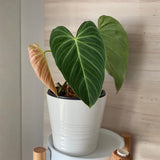 Velvet Leaf Philodendron Live Plant 4-6 Inches, Easy Care Indoor Houseplant for Home and Office, Tropical Foliage Philodendron