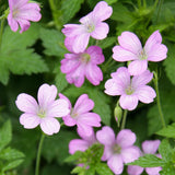 20 Geranium Bare Roots for Planting, Hardy Garden Plant