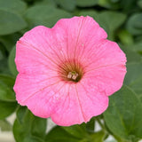 6 Pink Mexican Petunia Flower Live Plants, Flowering Plant, 4-6 Inch Tall