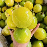 Set 2 Yellow Passion Fruit Plants Live, Fast-Growing Passionfruit Vine Live Plants Tree for Full Sun Growing, Summer Planting, 4-7 Inches, No Pot, Hardy Tropical Trellis Planting