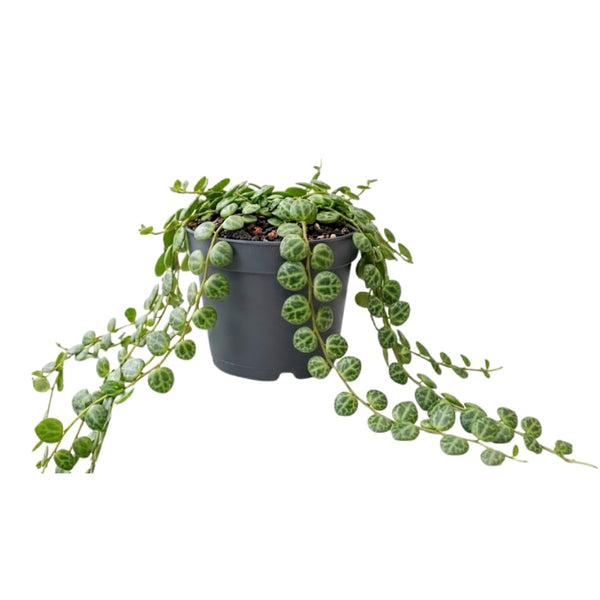 String of Turtles Live Plant, Indoor Succulent Plant, 2 Inch Pot