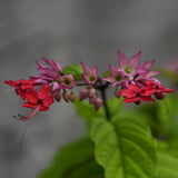 4 Red Bleeding Heart Live Plants, Home Garden Plant, 4-6 Inch Tall