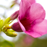 4 Cherries Allamanda Live Plants, Trellis Blooming Vine, 4-7 Inch Tall