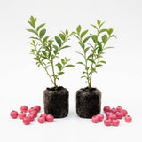 Set 2 Pink Lemonade Bluberry Plants, 4-6 Inc Tall, Blueberry Bush