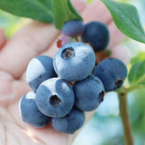 2 Springhigh Blueberry Plant Live, Blueberry Bushes Plant, 4-7 Inch Tall