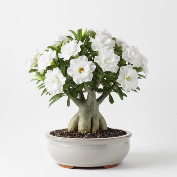 White Desert Rose Live Plant, Home Garden Plant, 4-6 Inch Tall