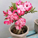 Pink Desert Rose Live Plant 4-7 Inches, Colorful Adenium Obesum Succulent Plants for Indoor Outdoor, Hardy, Ready to Grow