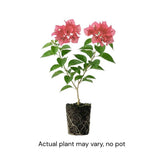 Set 2 Blush Pink Bougainvillea Live Plant 5-7 Inch Tall