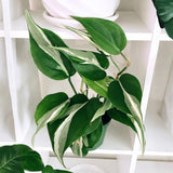 Stripe Philodendron Live Plant 4-6 Inches, Easy Care Indoor Houseplant for Home and Office, Tropical Foliage Philodendron