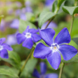 Blue Vinca Periwinkle Vine Live, Hardy Perennial Flower Plant, 4 Inch Pot