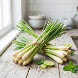 5 Lemongrass Plants, Lemon Grass Live Plant, 4-6 Inch Tall