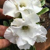 White Desert Rose Live Plant 4-7 Inches, Colorful Adenium Obesum Succulent Plants for Indoor Outdoor, Hardy, Ready to Grow