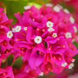 2 Red Pink Bougainvillea Live Plants, Climbing Vine, 4-7 Inch Tall