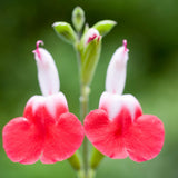 4 Red and White Sage Live Plants, Salvia Plants, Outdoor Garden Plant, 4-6 Inch Tall