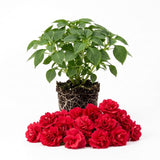 Red Double Impatiens Live Plant, 5-7 Inch Tall