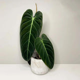 Velvet Leaf Philodendron Live Plant 4-6 Inches, Easy Care Indoor Houseplant for Home and Office, Tropical Foliage Philodendron