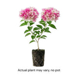 Set 2 White Pink Bougainvillea Live Plant 5-7 Inch Tall