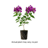 Set 2 Dark Purple Bougainvillea Live Plant 5-7 Inch Tall